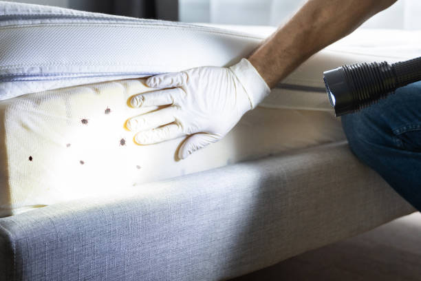 Best Cockroach Control Services  in Potosi, TX
